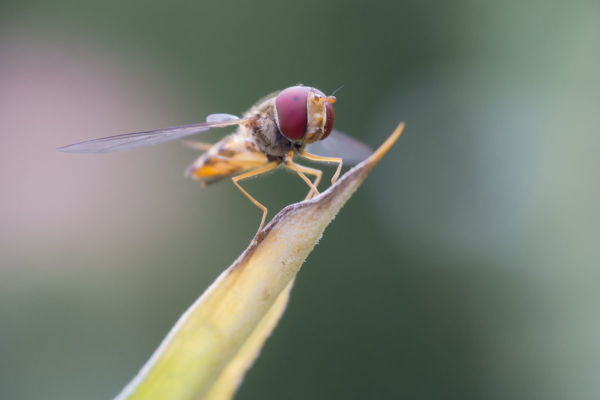 Schwebefliege