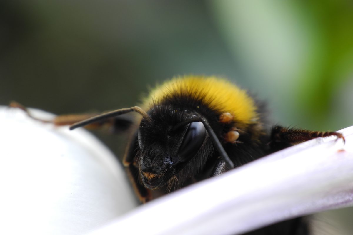 Hummel