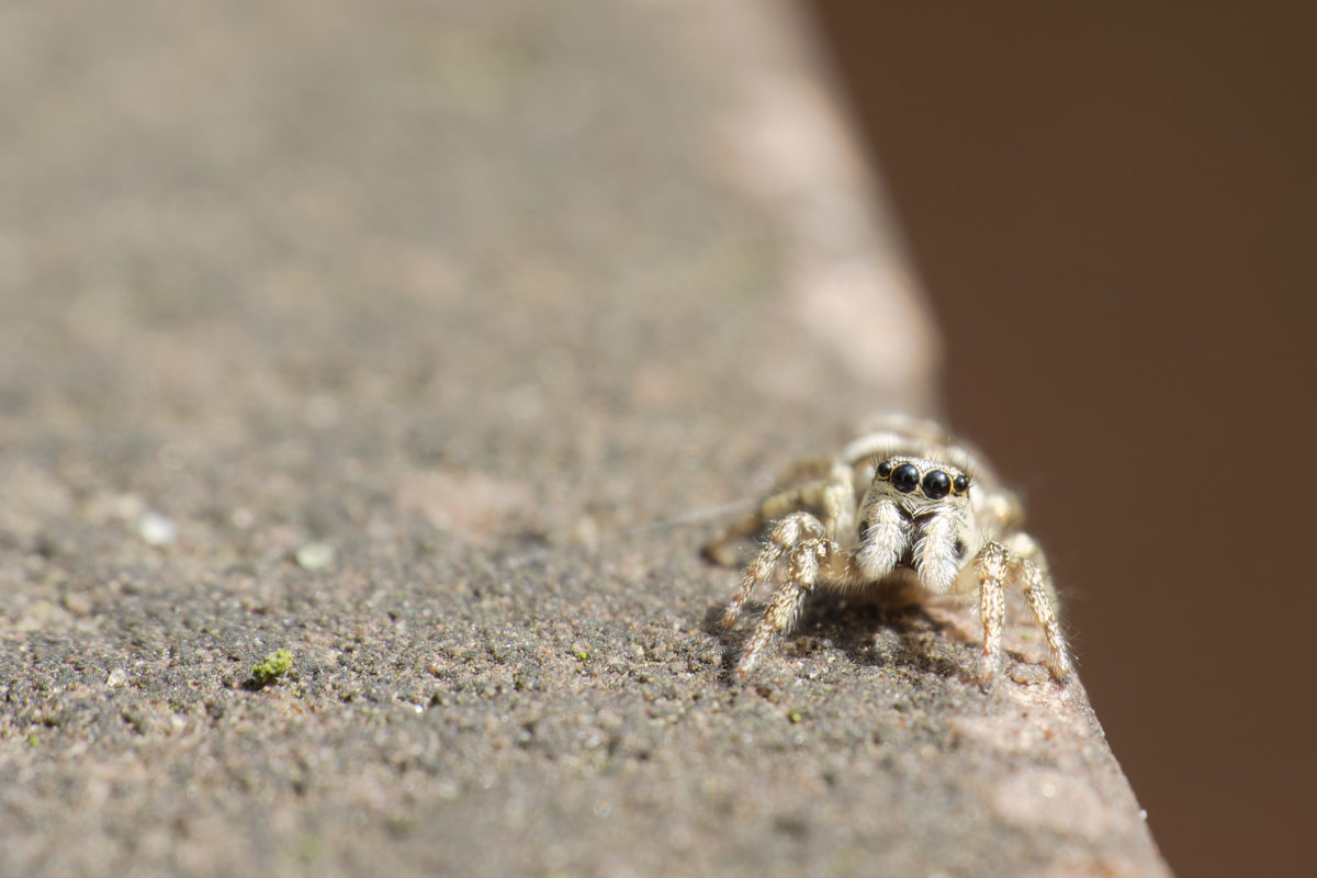 Springspinne
