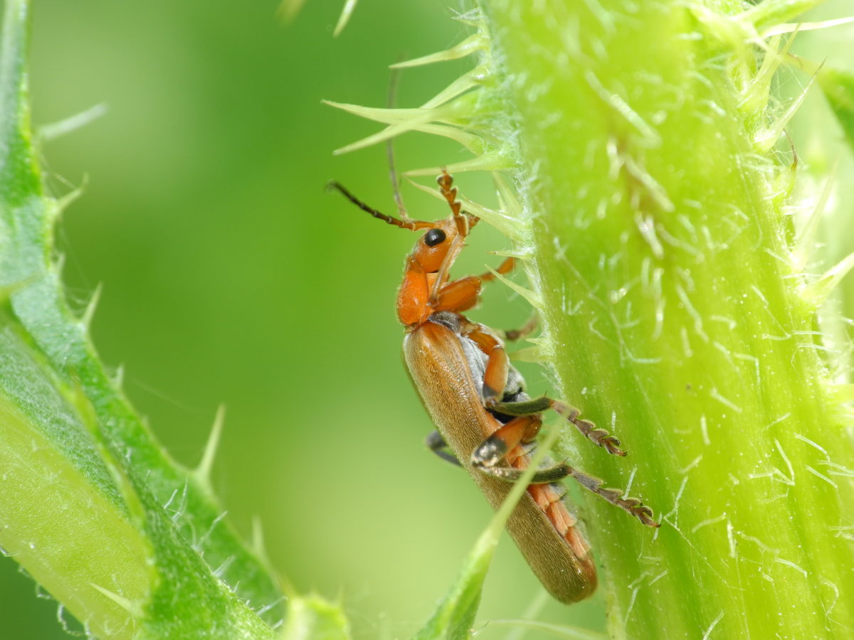 Roter Weichkäfer