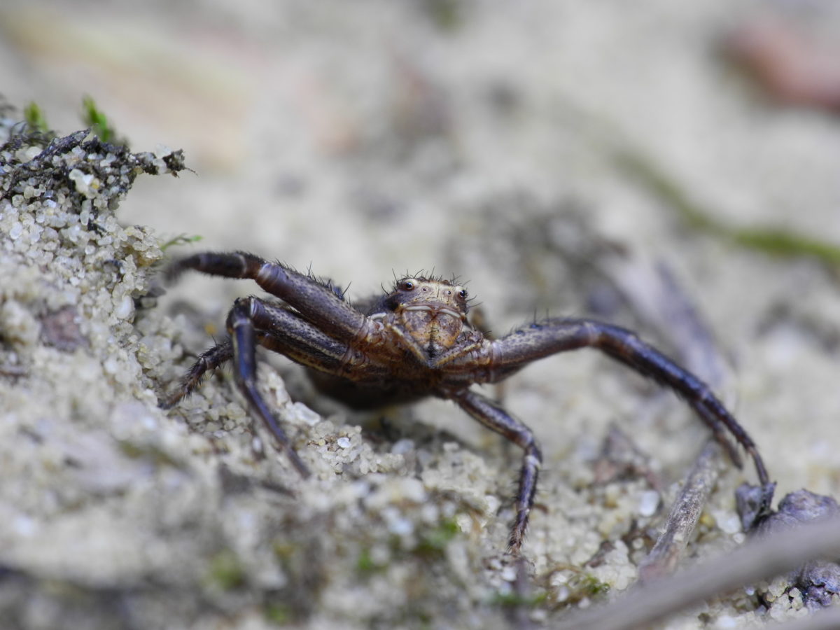 Krabbenspinne