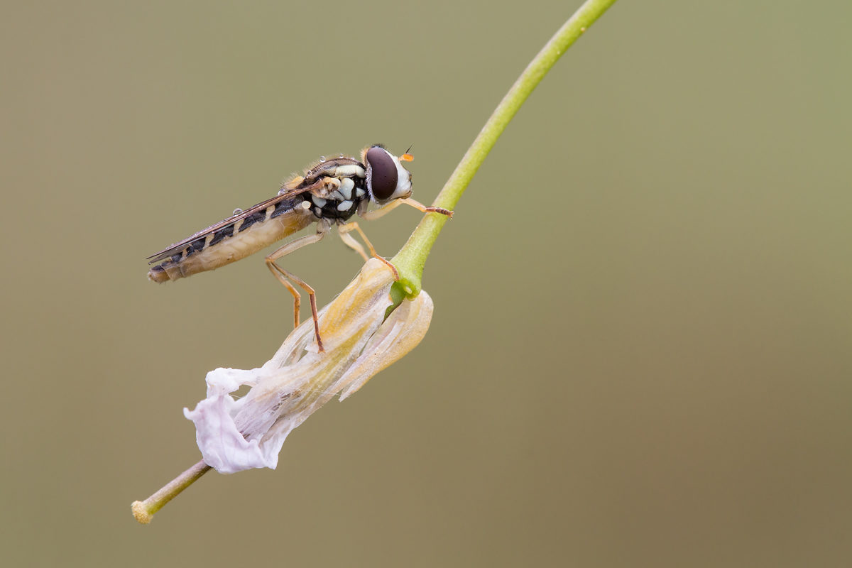 Schwebfliege