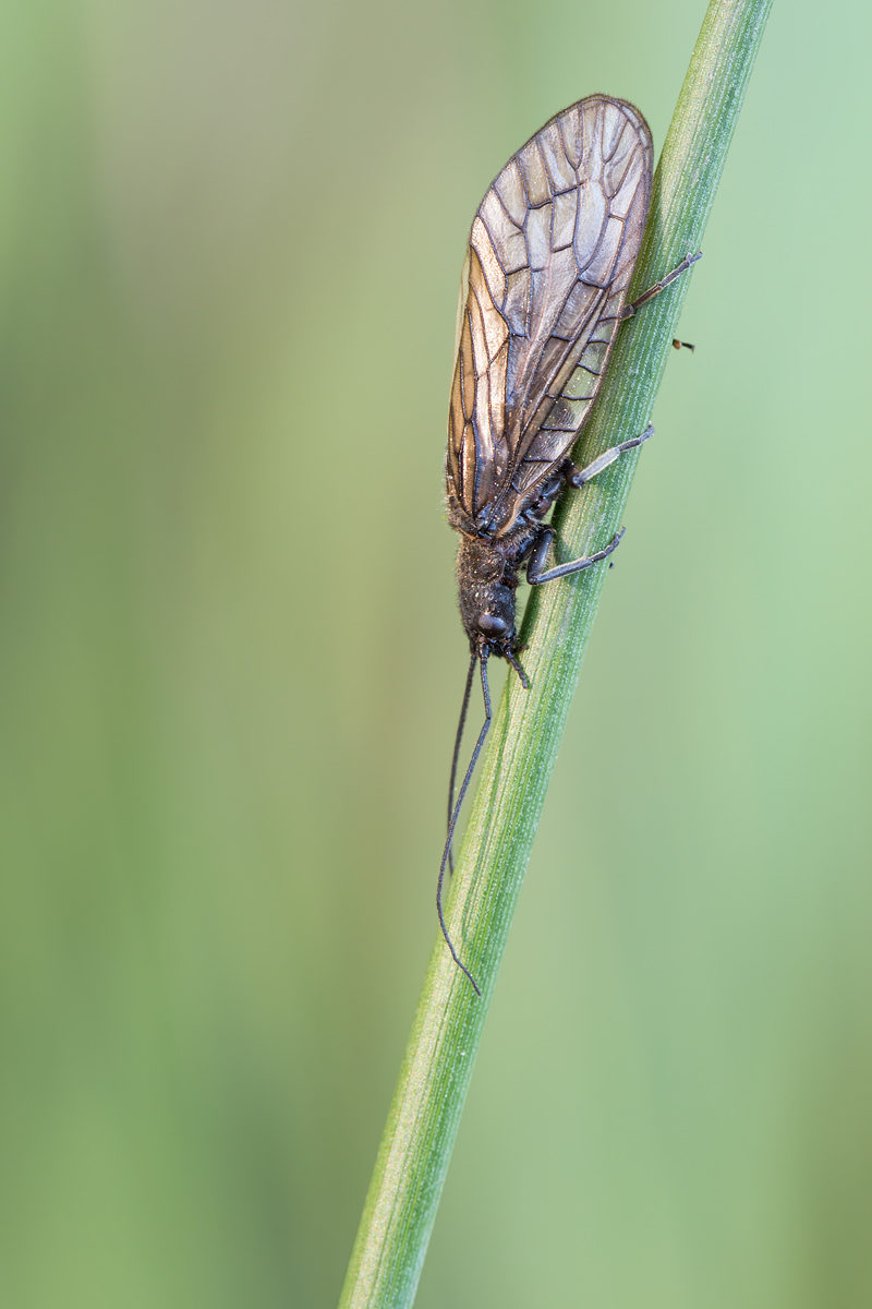 Schlammfliege