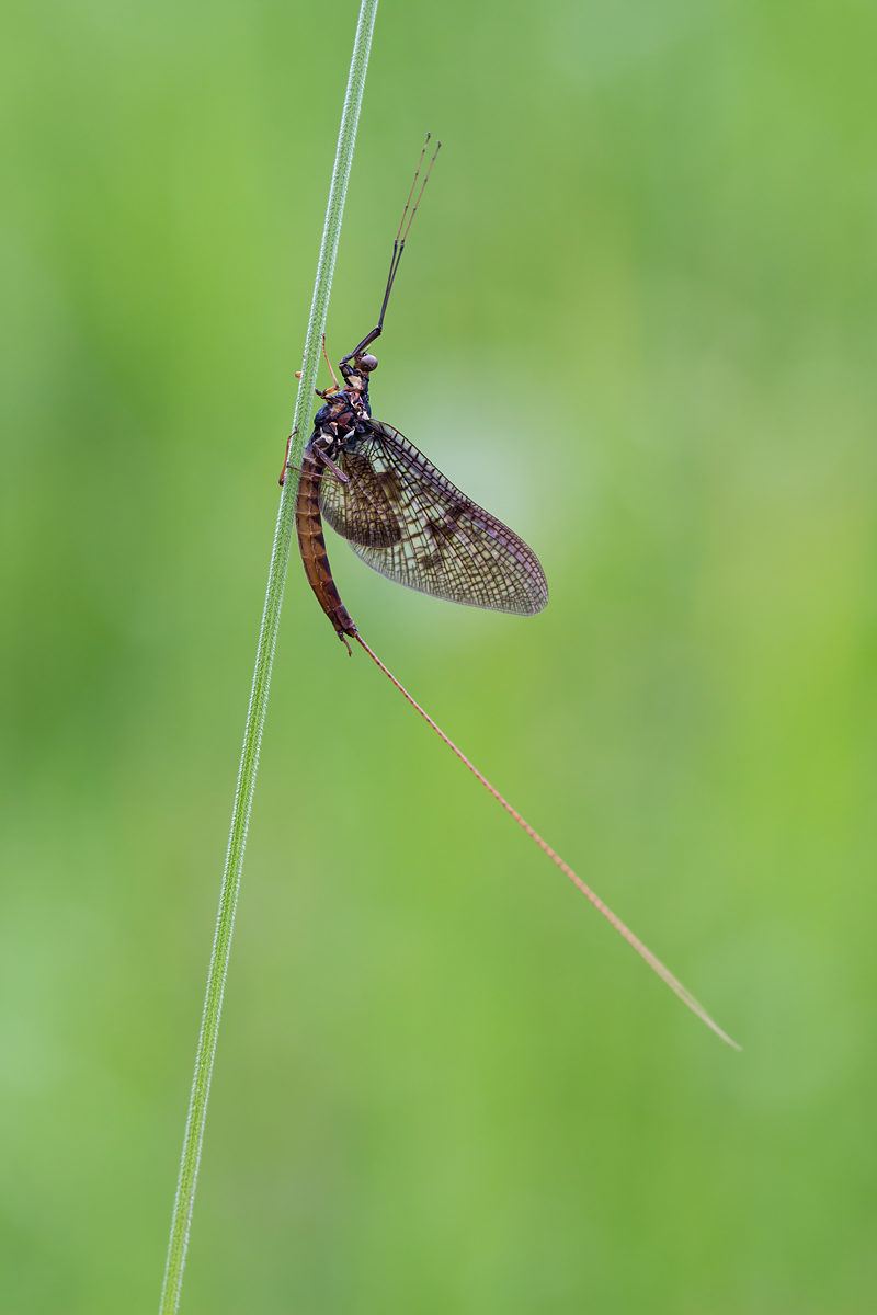 Eintagsfliege