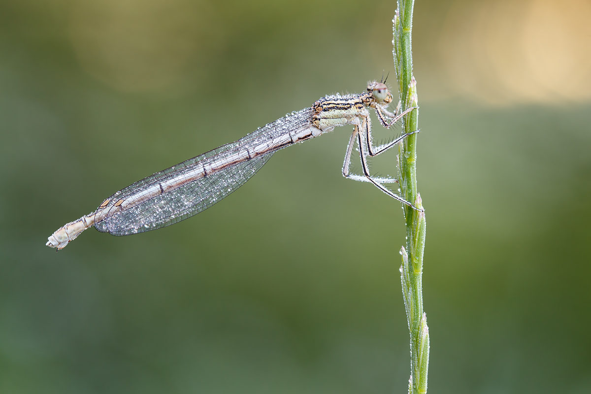 Blaue Federlibelle, weiblich