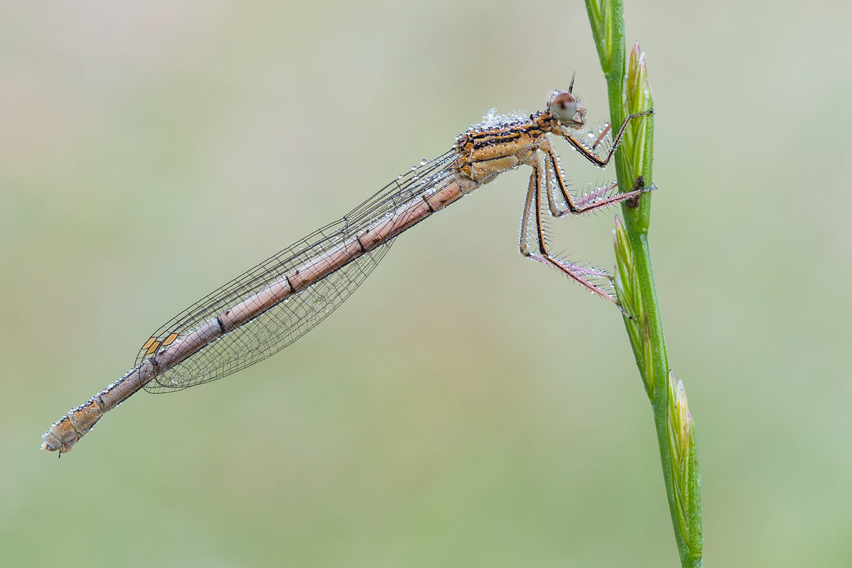 Blaue Federlibelle, weiblich