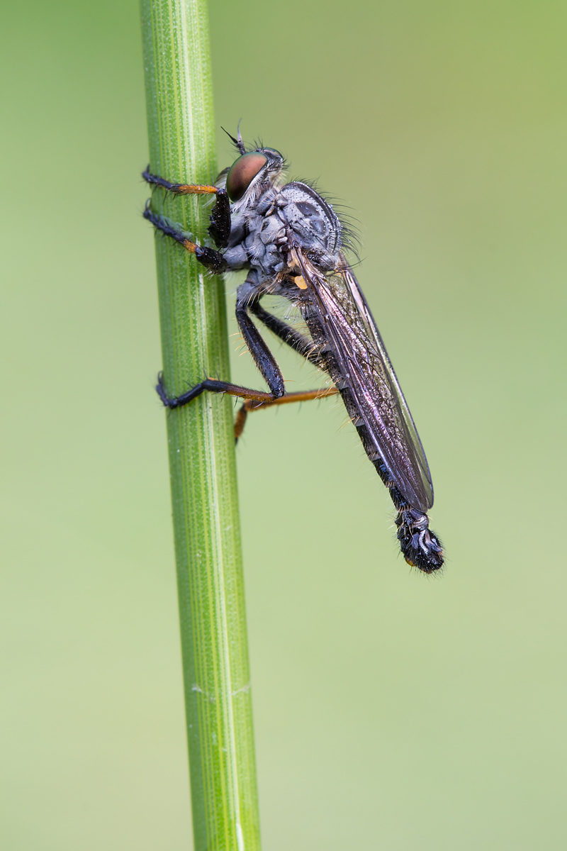 Raubfliege