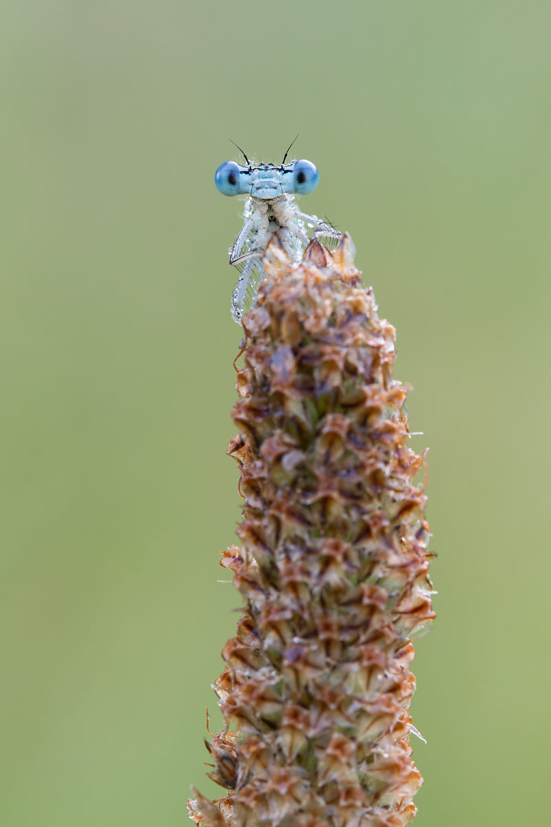 Blaue Federlibelle, männlich