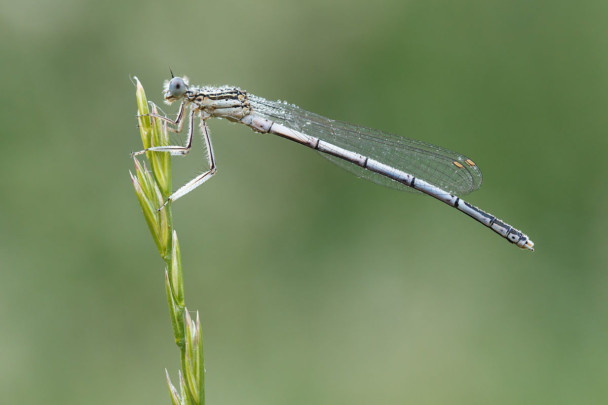 Blaue Federlibelle, männlich