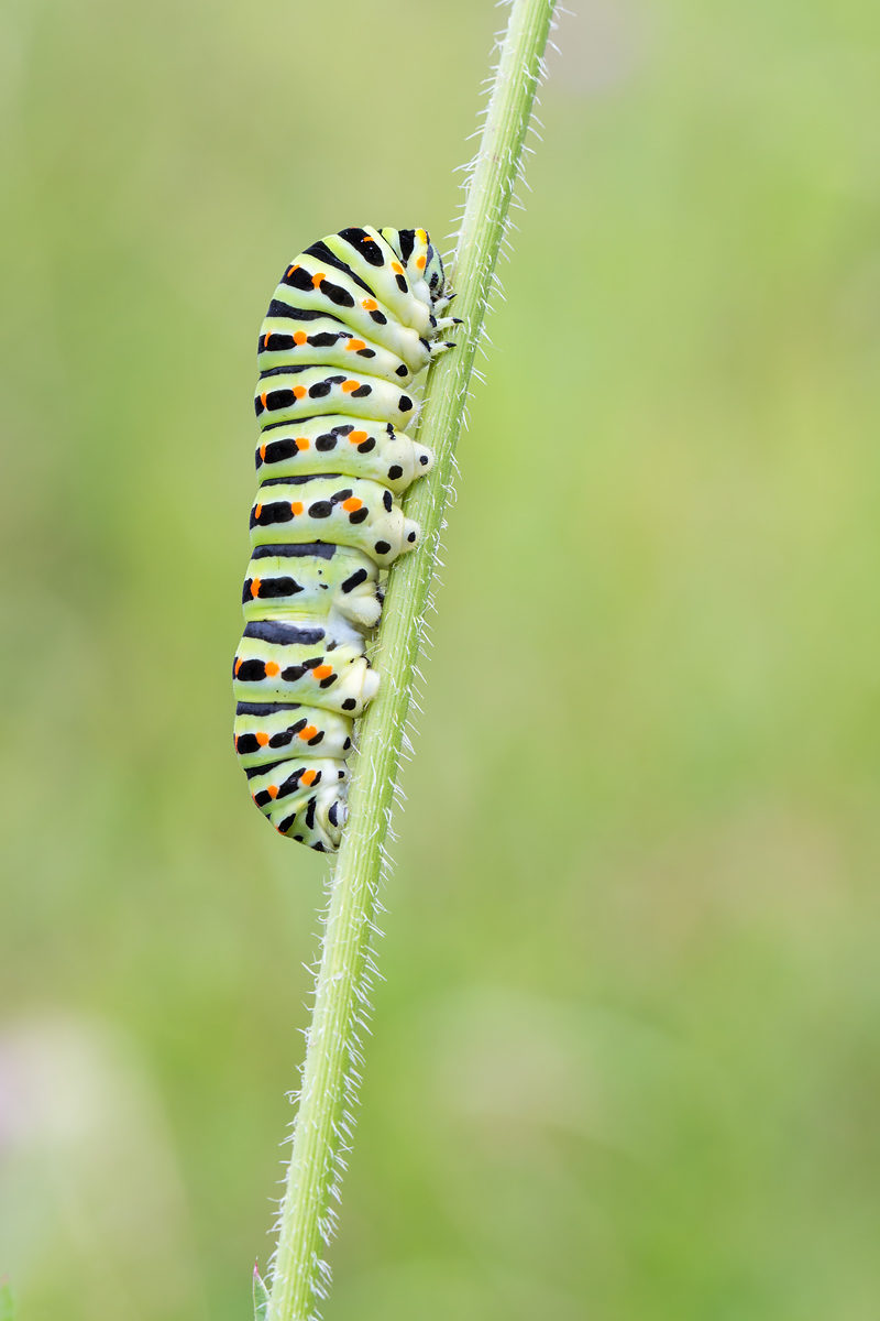 Raupen des Schwalbenschwanzes