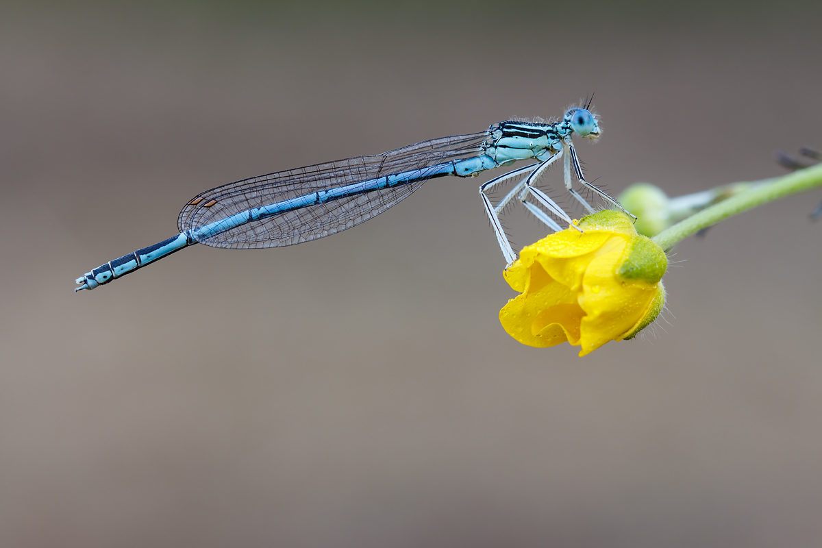 Blaue Federlibelle, männlich