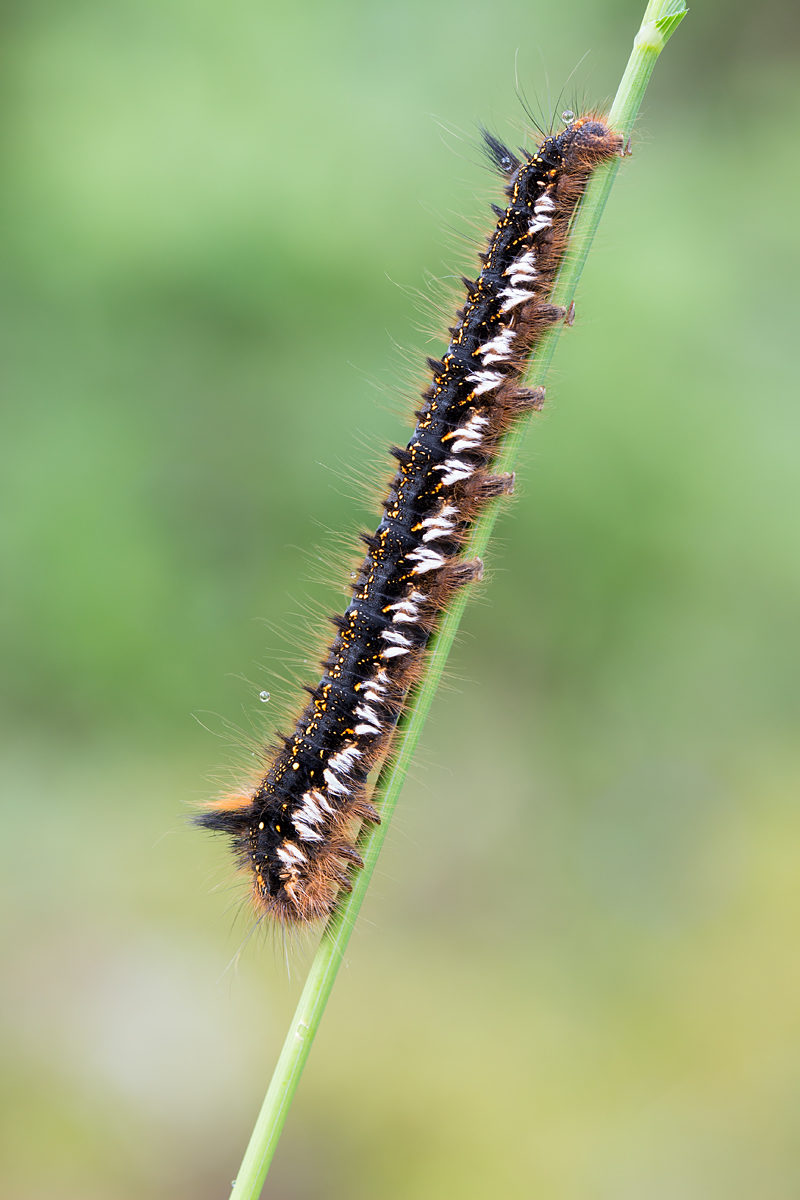 Raupe der Grasglucke