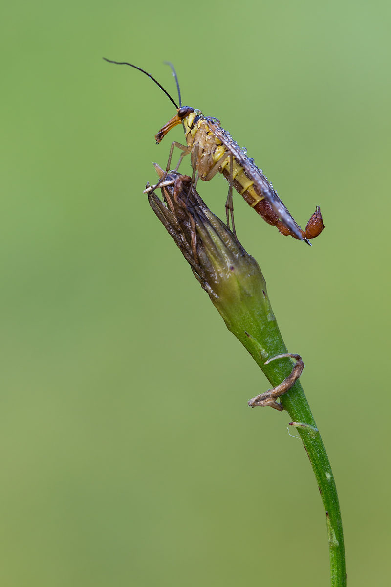 Gemeine Skorpionsfliege