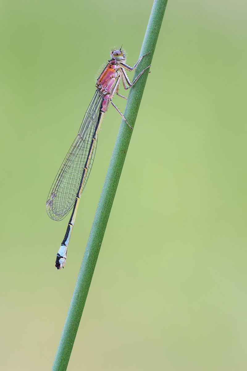 Große Pechlibelle, weiblich