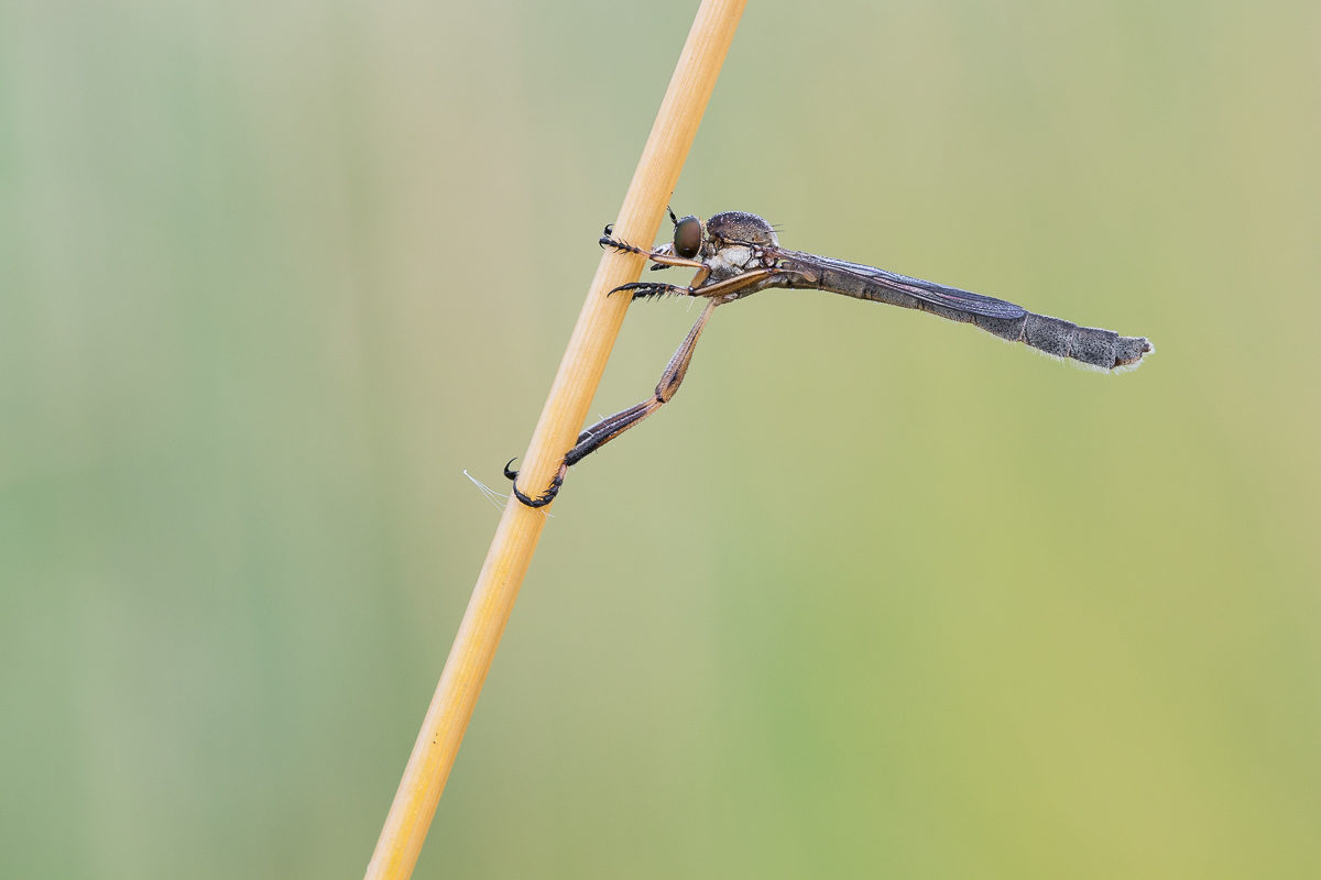 Schlankfliege