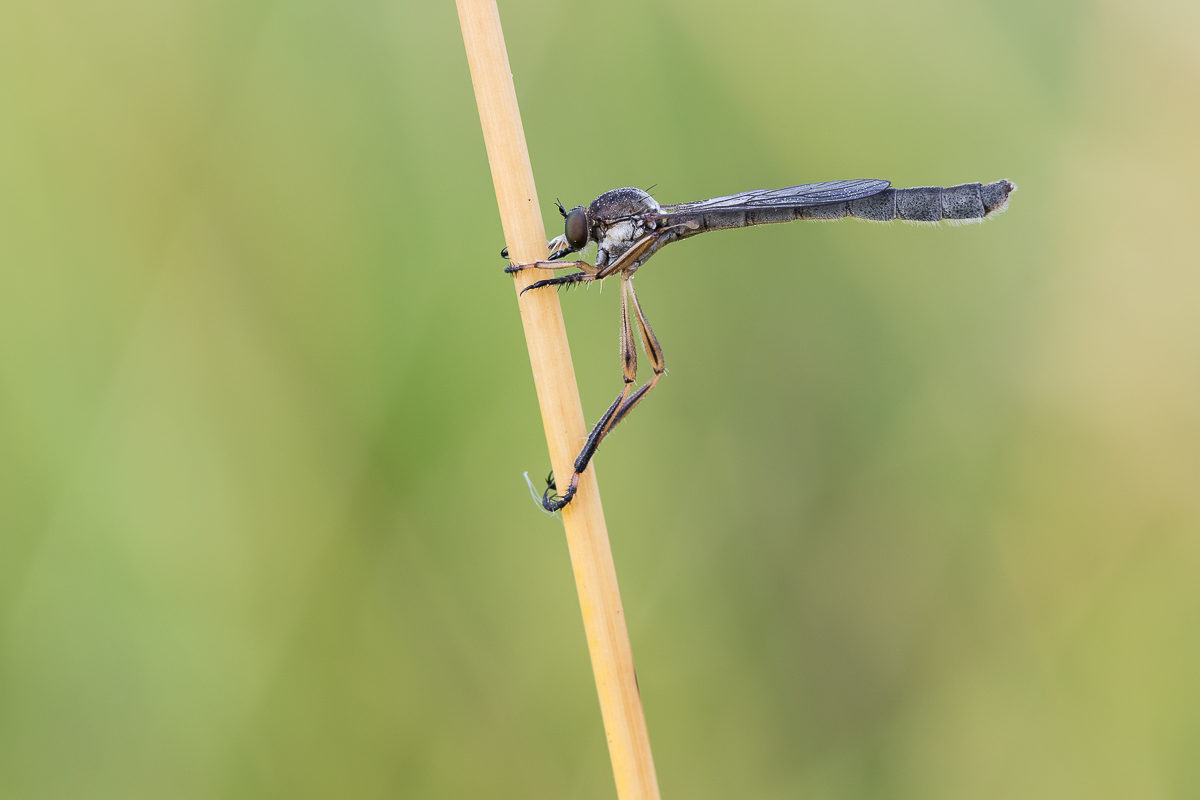 Schlankfliege